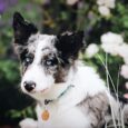 Merlehund med blå ögon och svartvit, fläckig päls i en trädgård