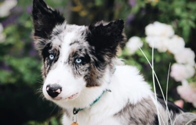 Merlehund med blå ögon och svartvit, fläckig päls i en trädgård