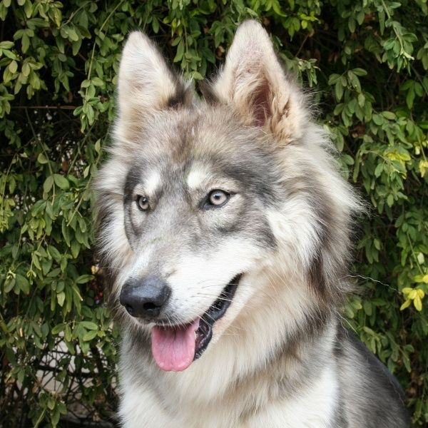 Gråvit, långhårig hund med spetsiga öron framför grön häck